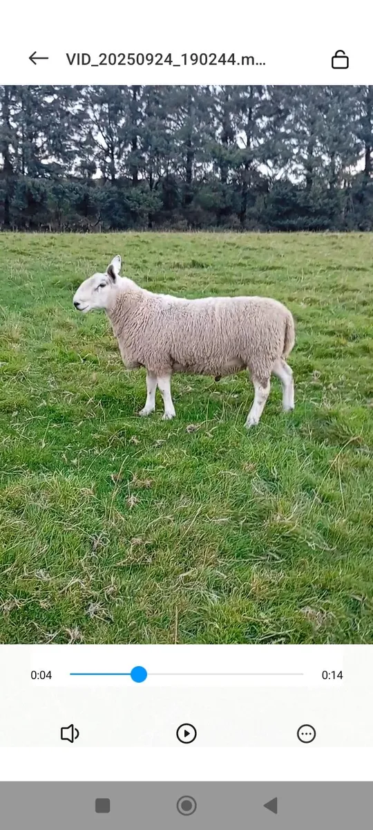 North country x Blue Leicester ram - Image 1