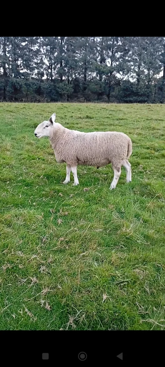 North country x Blue Leicester ram - Image 3