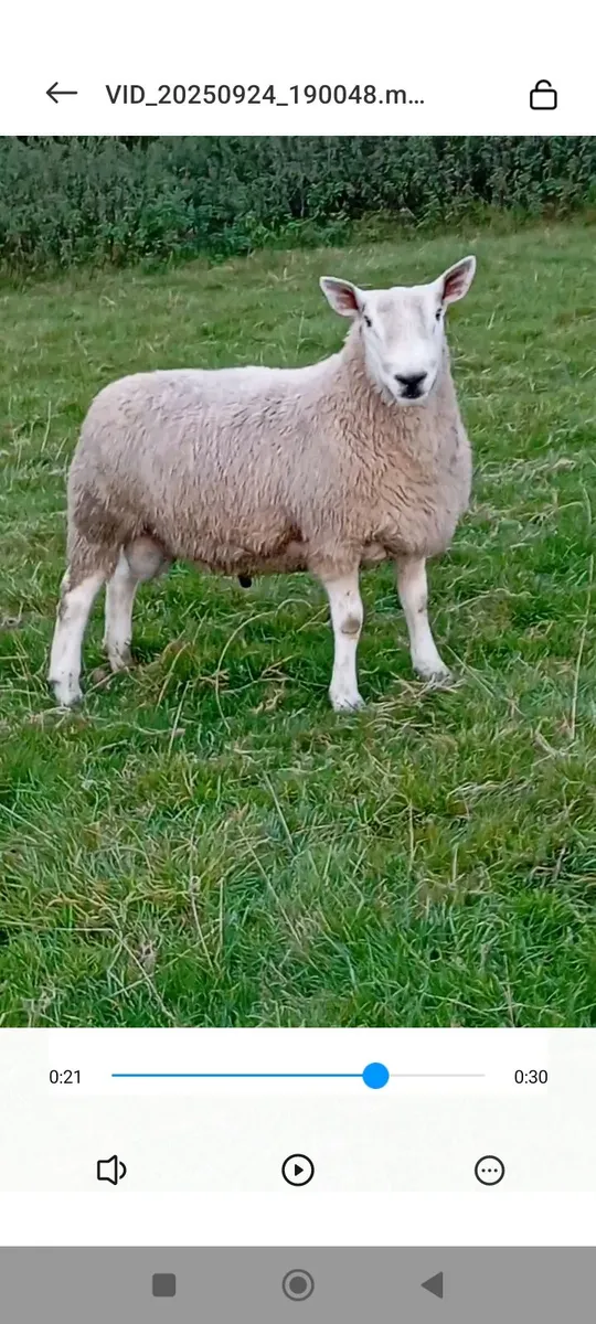 North country x Blue Leicester ram - Image 4