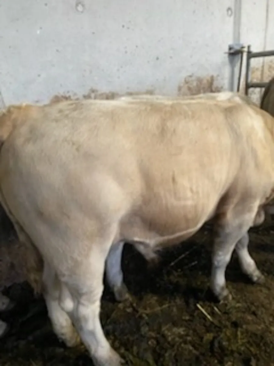 Charolais Bulls - Image 1