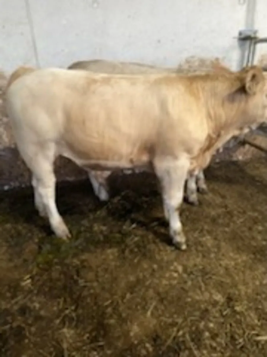 Charolais Bulls - Image 3