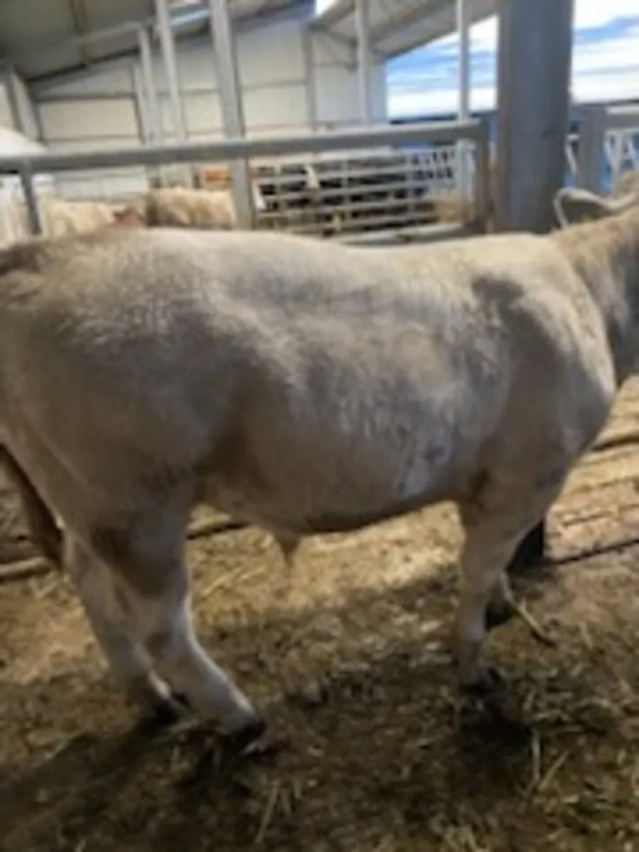 Charolais Bulls - Image 4