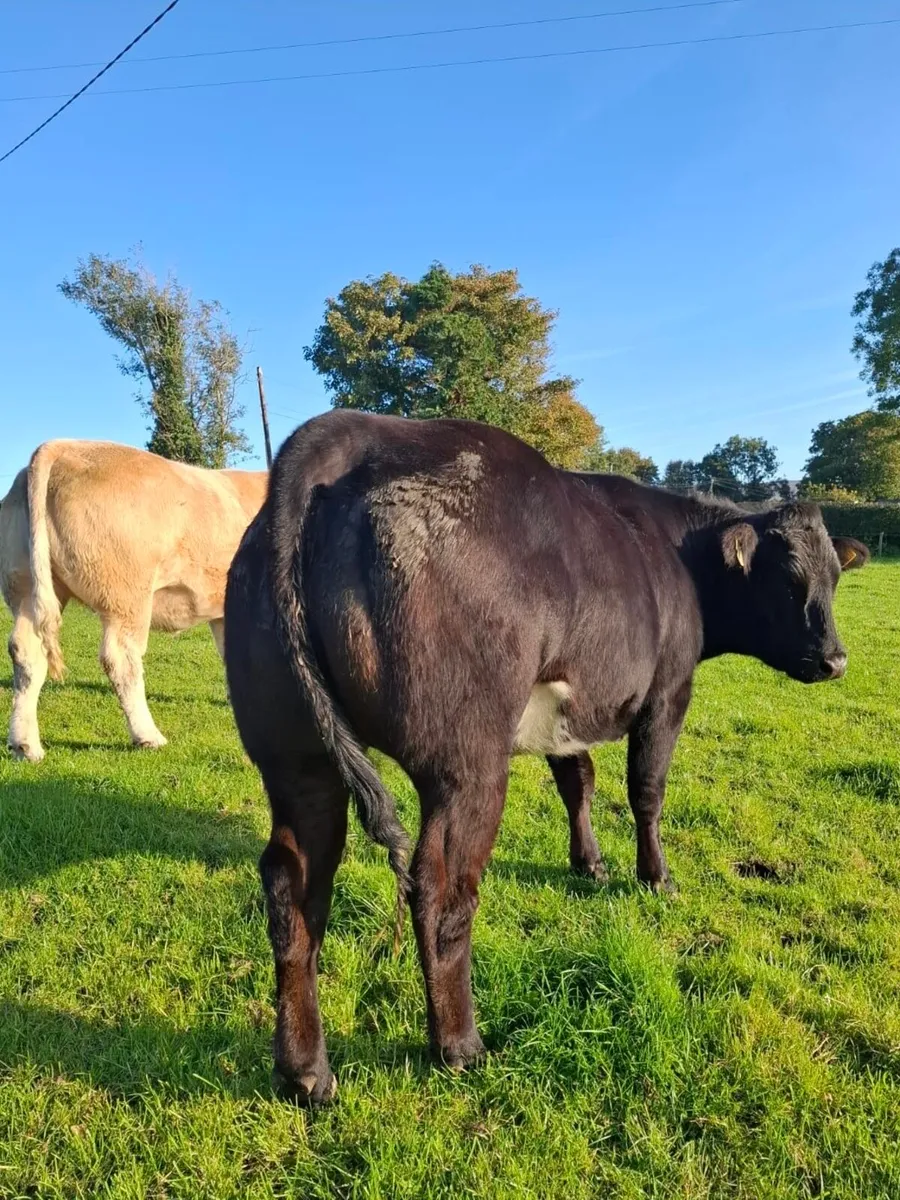 4 super incalf heifers for Balla mart 27th - Image 1
