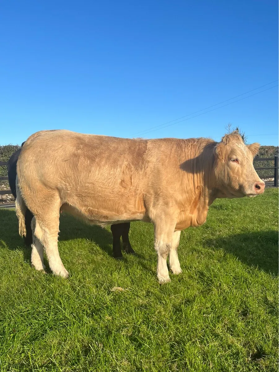 4 super incalf heifers for Balla mart 27th - Image 2