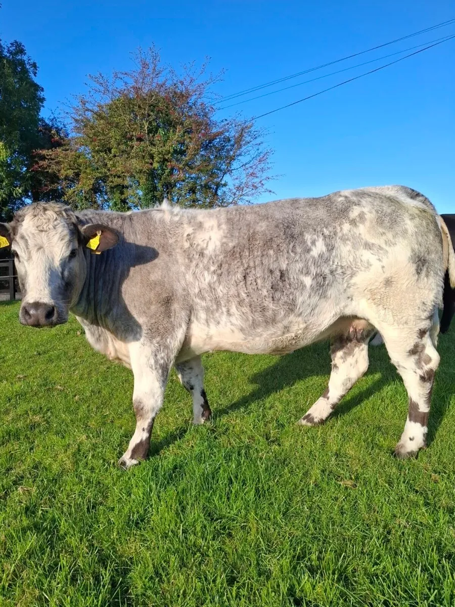 4 super incalf heifers for Balla mart 27th - Image 4