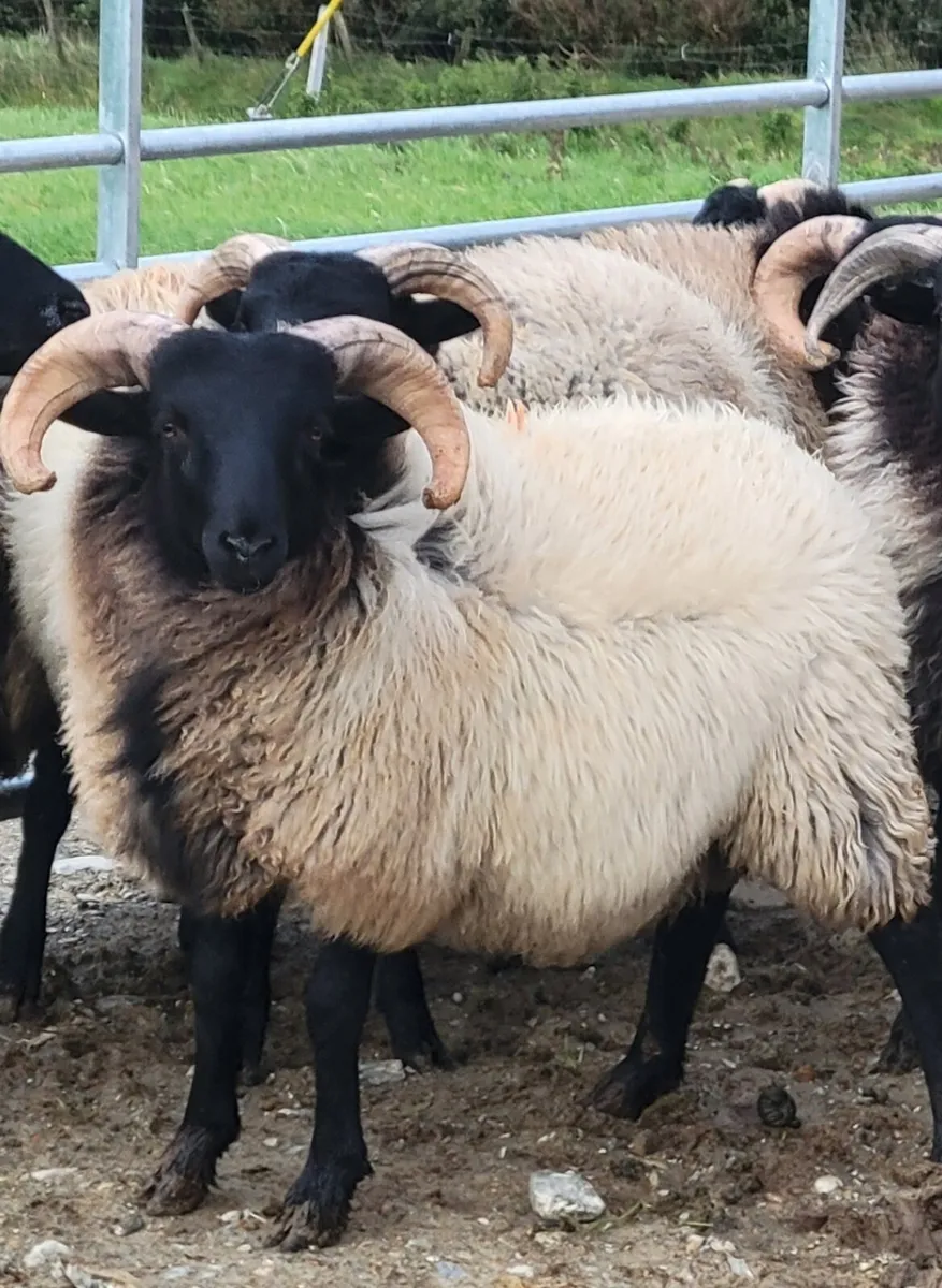 Ram Lambs Organic - Image 1