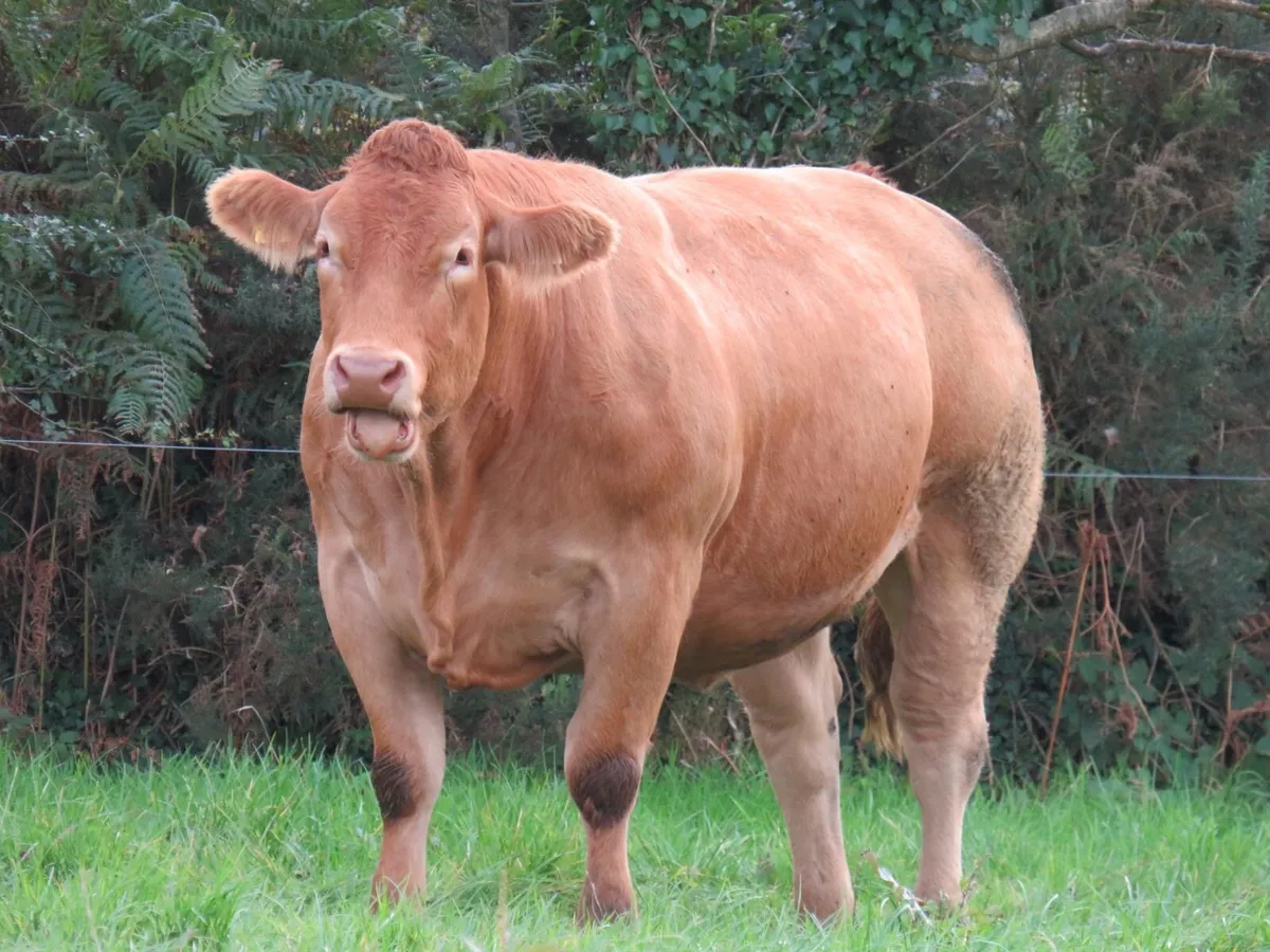💥Super in-calf heifers for Gortatlea Mart💥 - Image 1