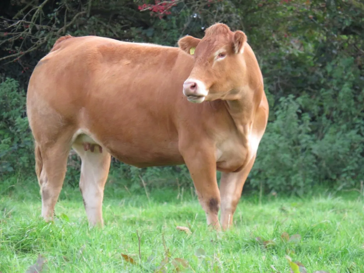 💥Super in-calf heifers for Gortatlea Mart💥 - Image 3
