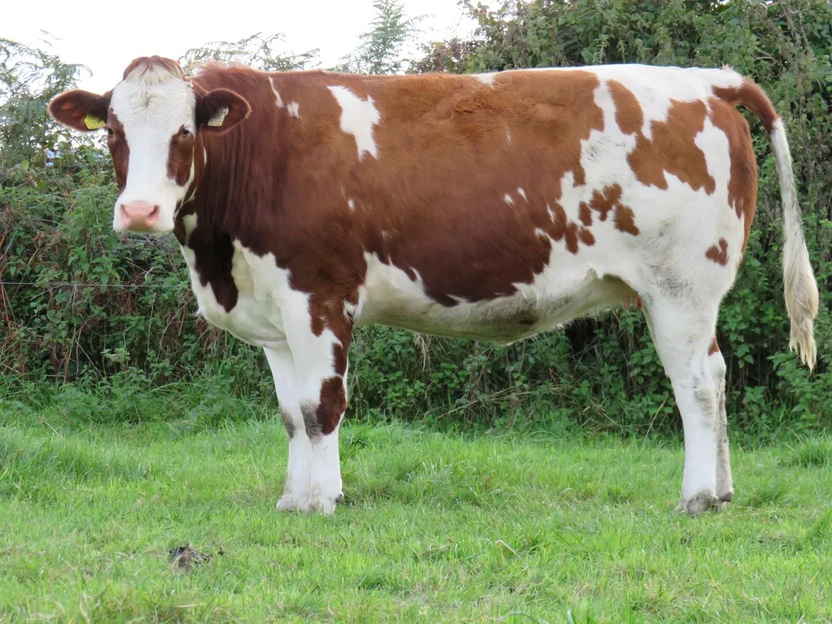💥Super in-calf heifers for Gortatlea Mart💥 - Image 4