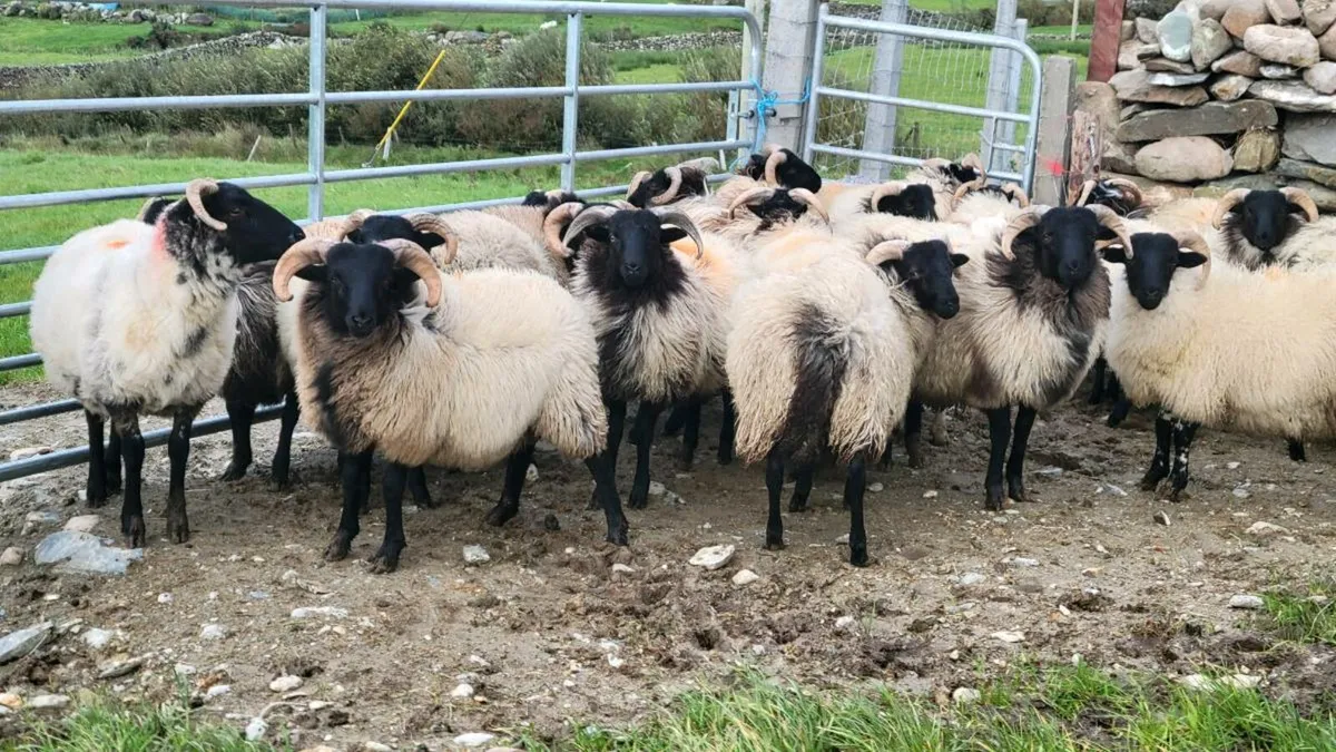 Ram Lambs Organic - Image 2