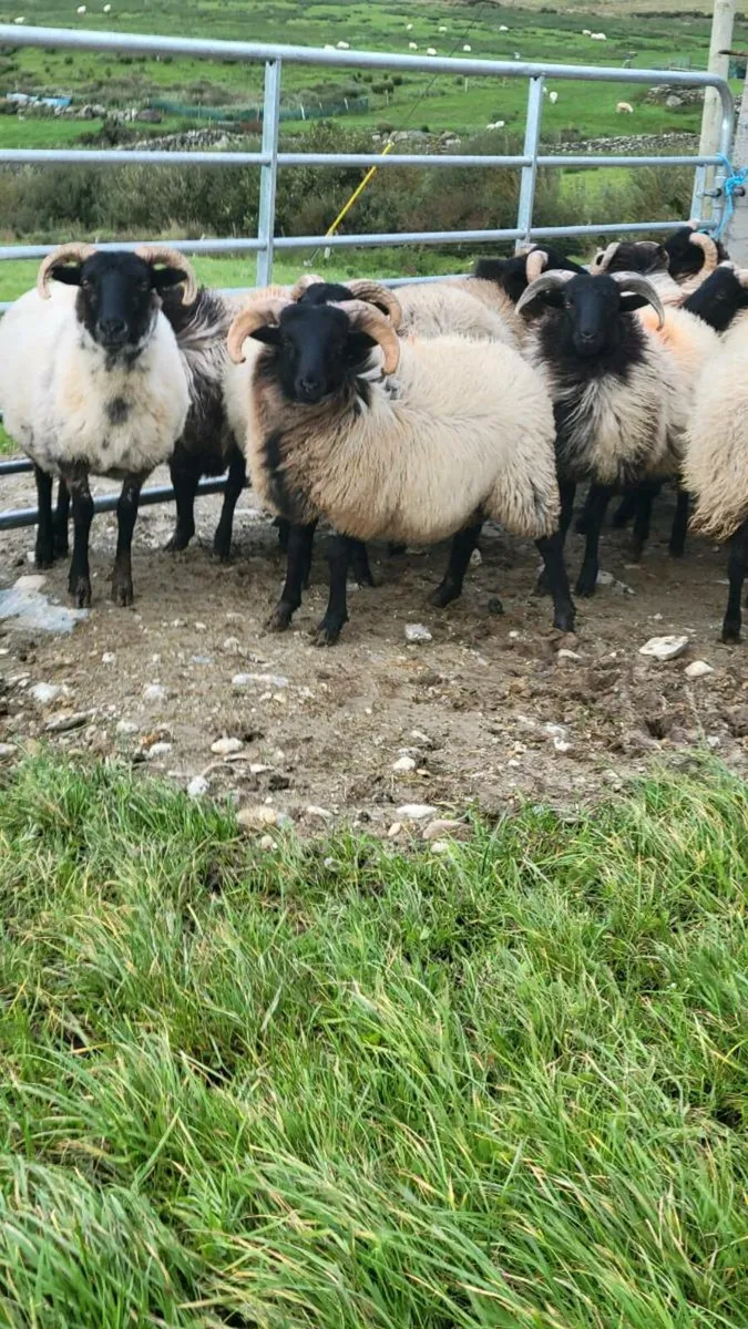 Ram Lambs Organic - Image 3