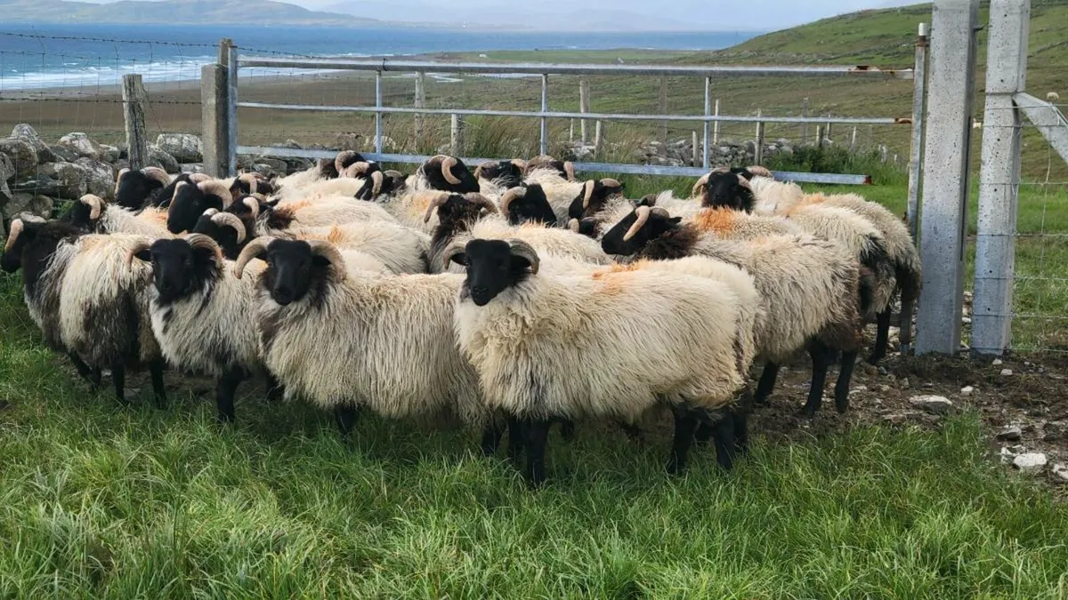 Ram Lambs Organic - Image 4