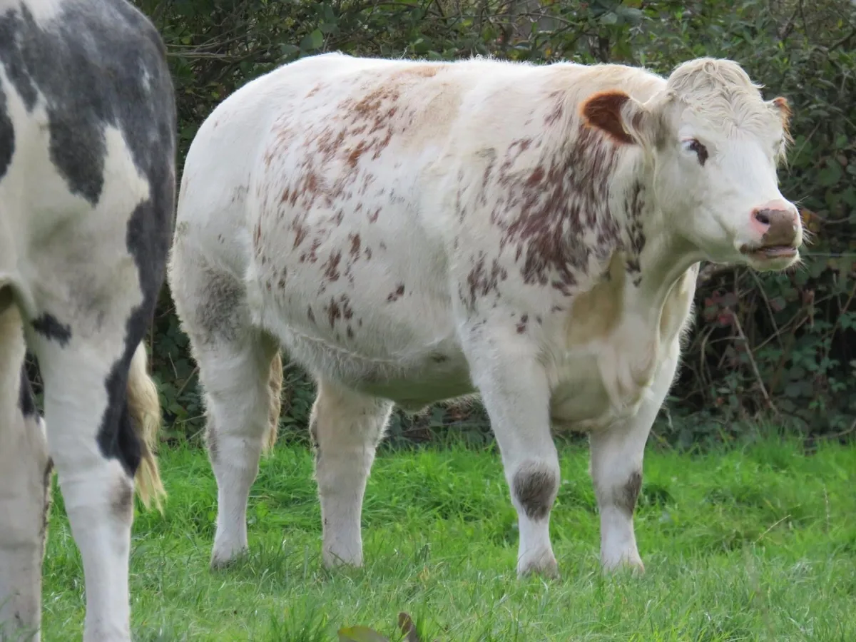 💥Super in-calf heifers for Gortatlea Mart💥 - Image 2