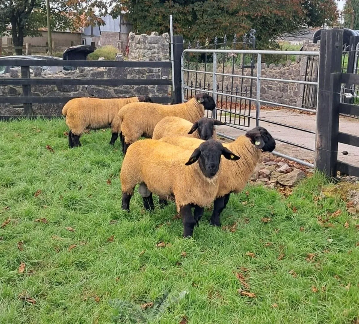 Athenry Mart Suffolk Rams - Image 1