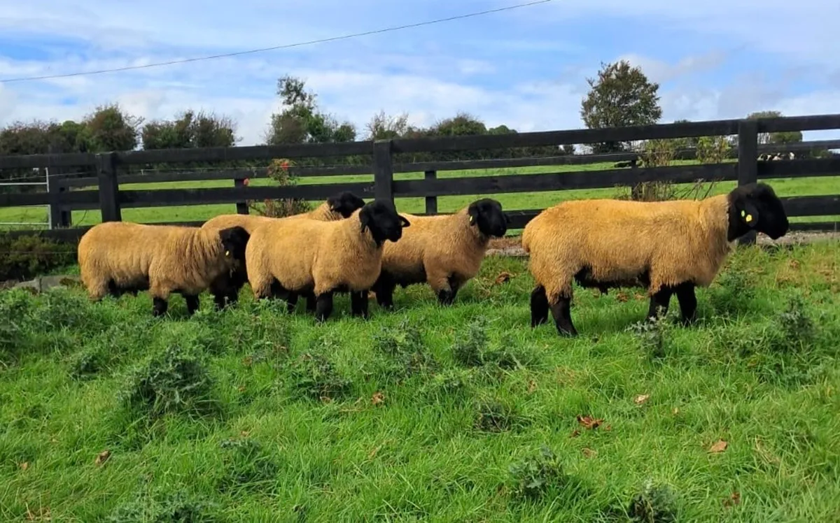 Athenry Mart Suffolk Rams - Image 2