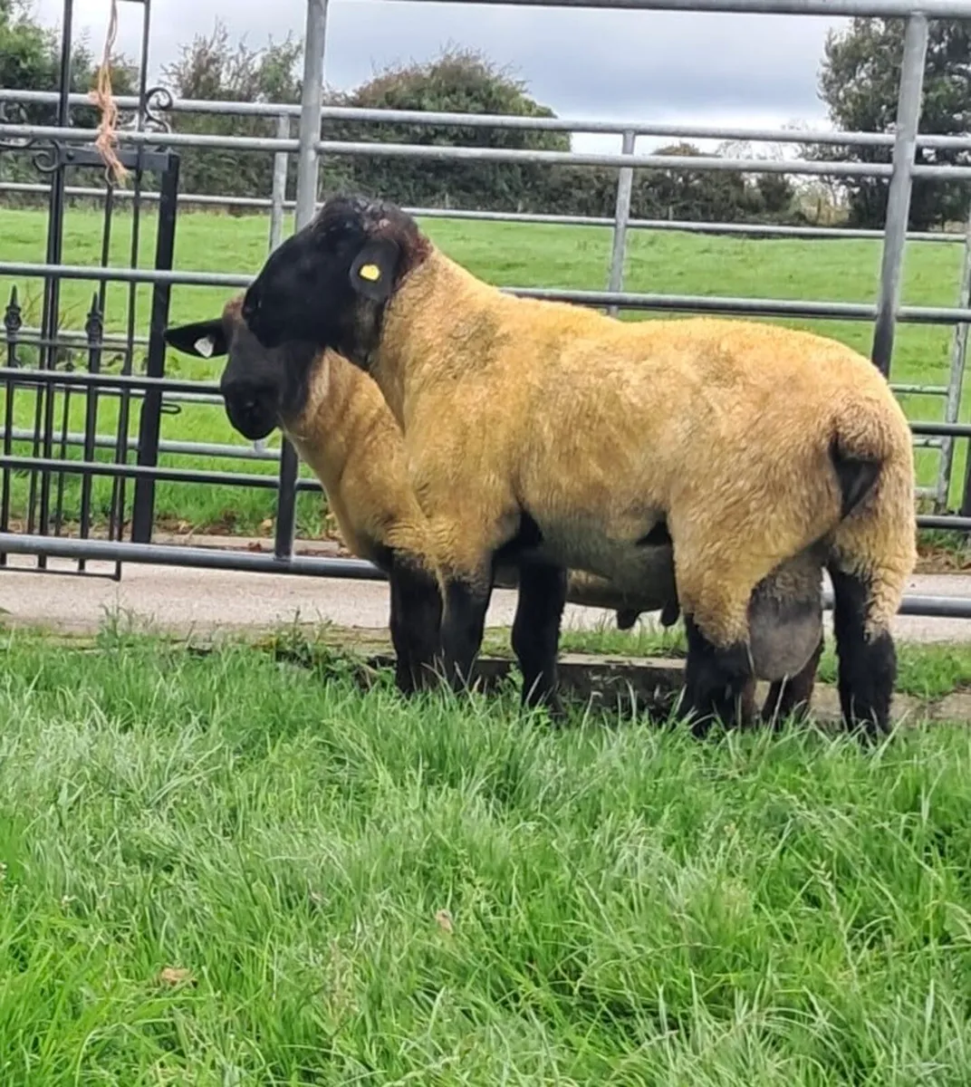Athenry Mart Suffolk Rams - Image 4