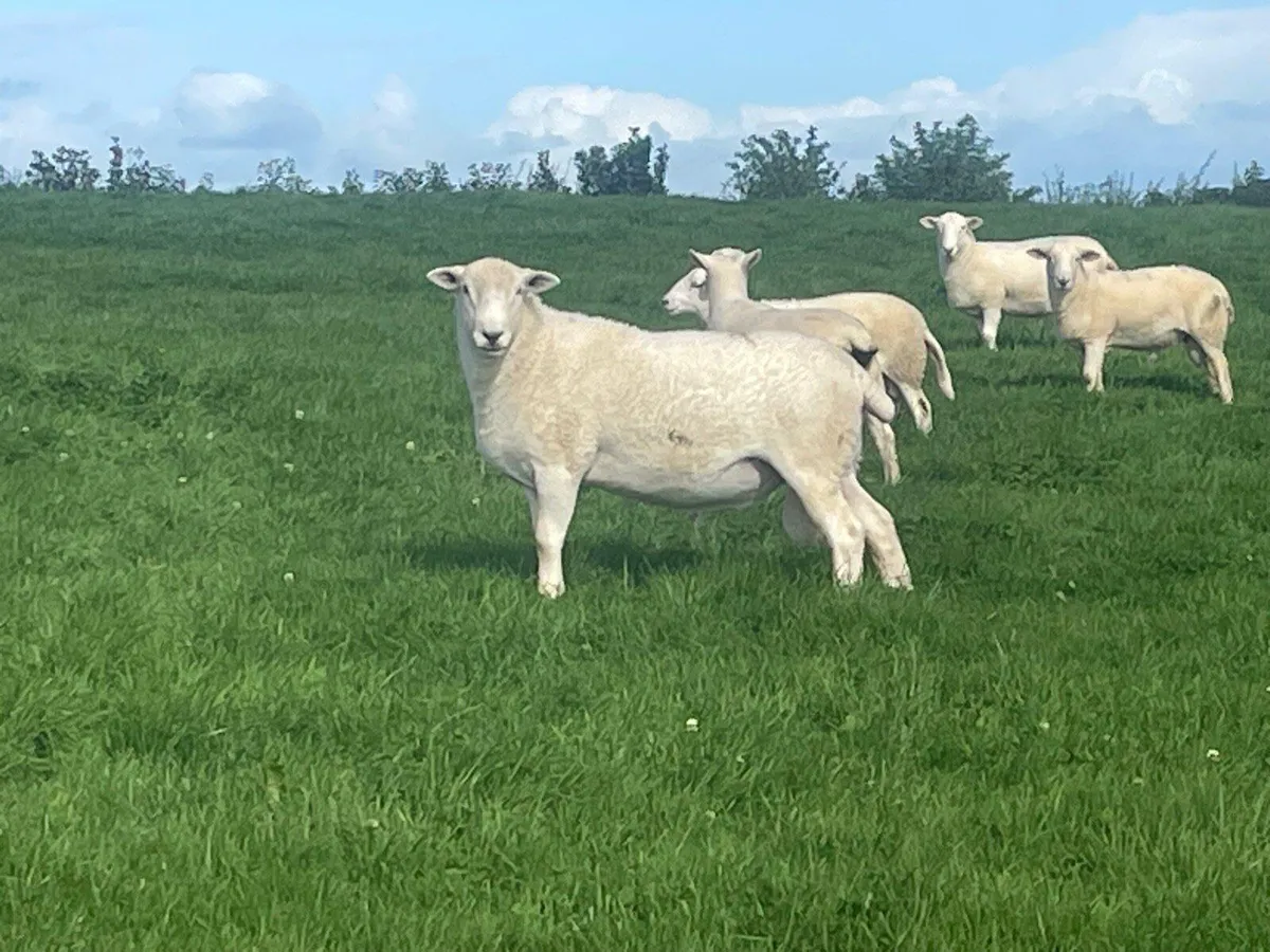 Easycare sheep - Image 2