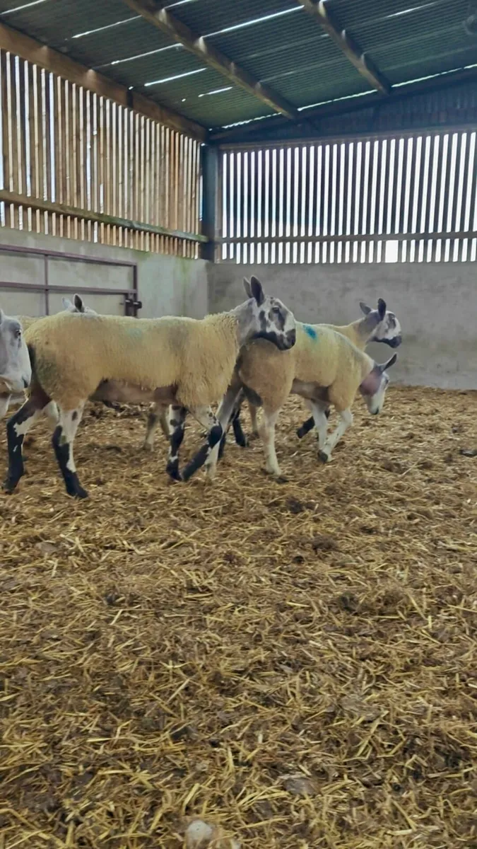 Blue Leicester Shearling Rams - Image 2