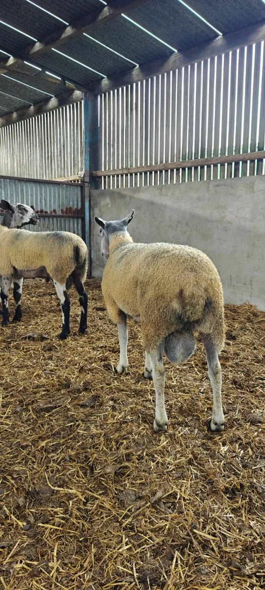 Blue Leicester Shearling Rams - Image 3