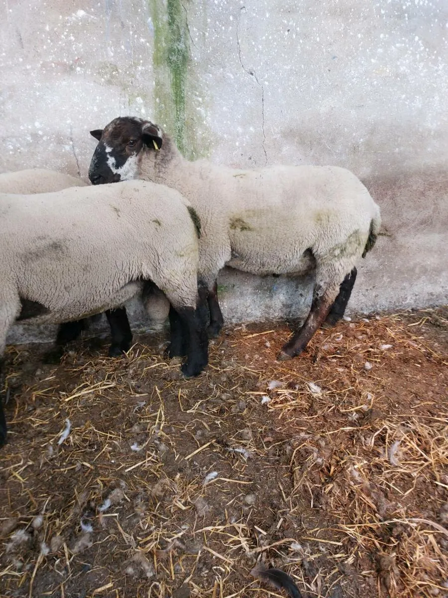 Easy lambing hogget Ram - Image 2