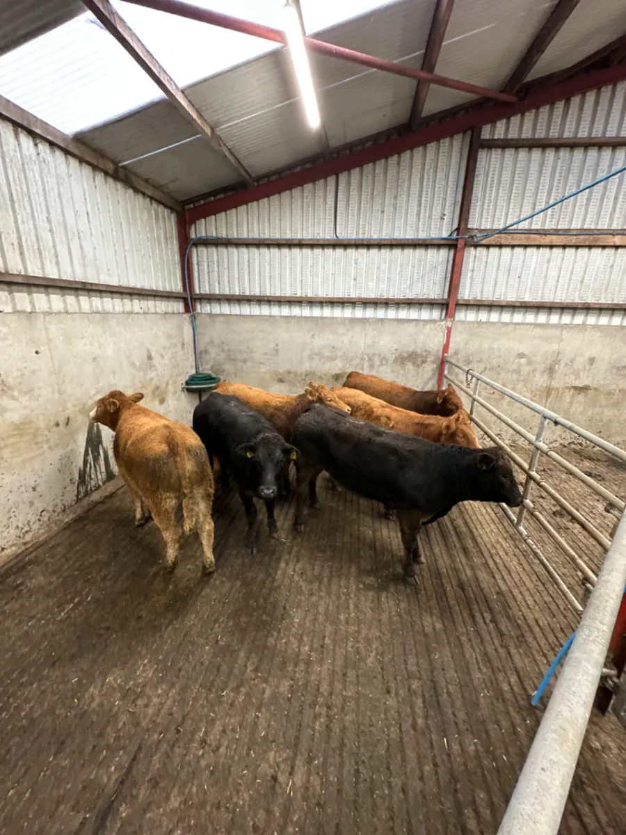 Lim heifers - Image 1