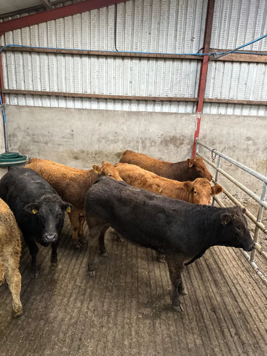Lim heifers - Image 2