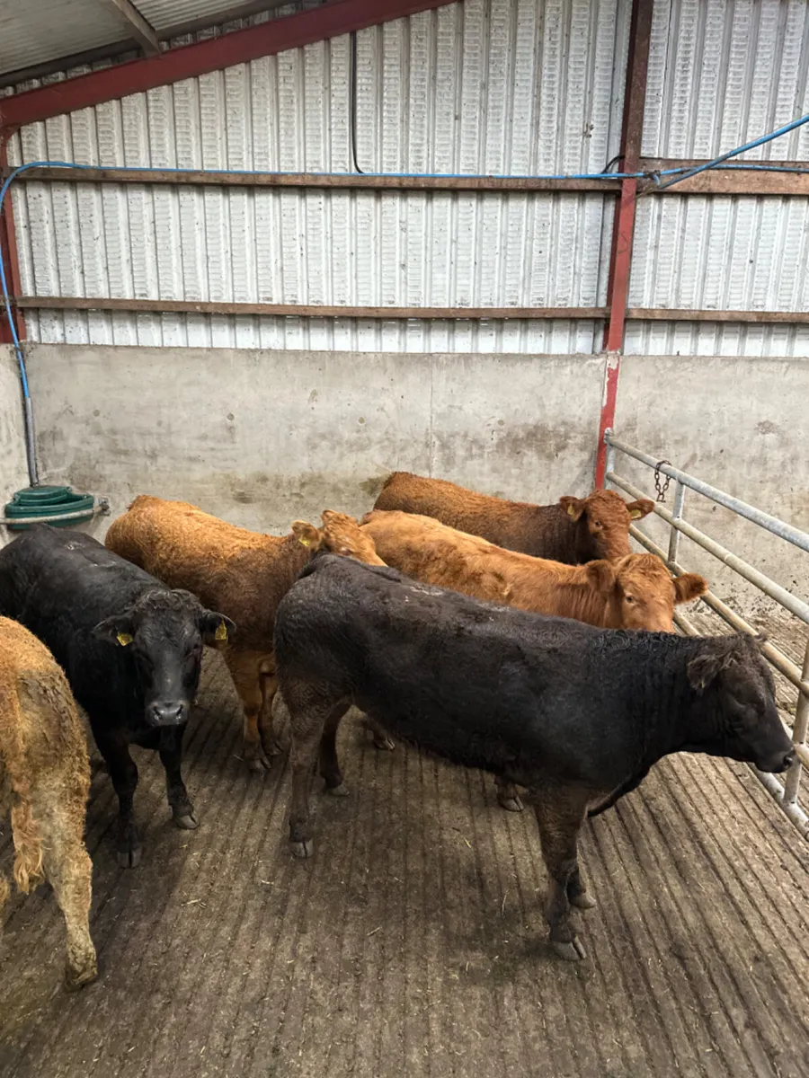 Lim heifers - Image 3