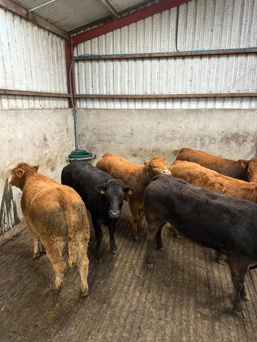 Lim heifers - Image 4