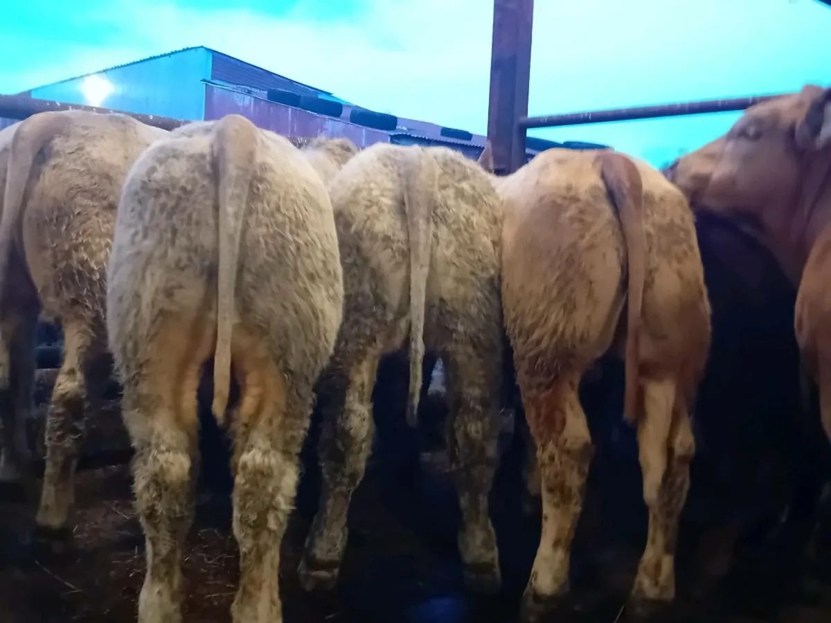 25 Smashing Charlaois Bullocks - Image 1