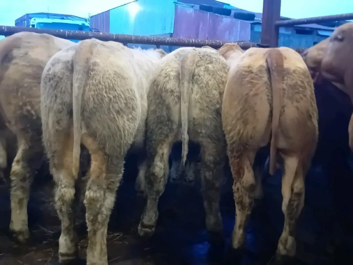25 Smashing Charlaois Bullocks - Image 2