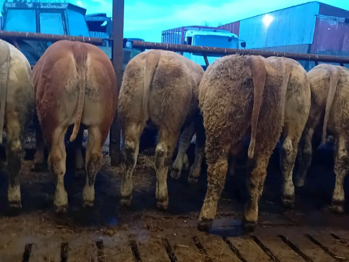 25 Smashing Charlaois Bullocks - Image 3