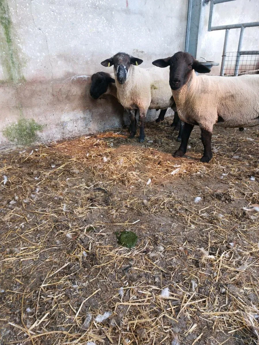 Easy lambing hogget Ram - Image 3