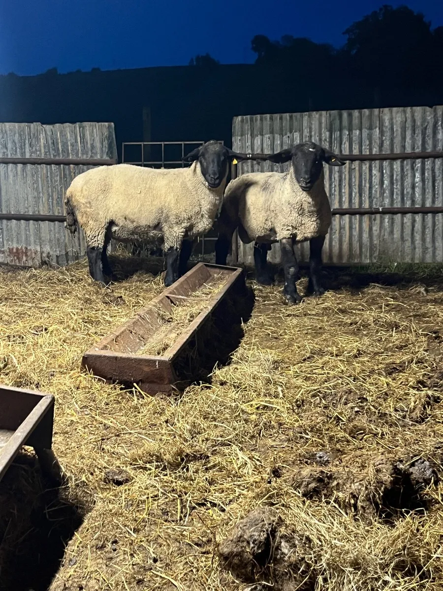 Suffolk rams - Image 1