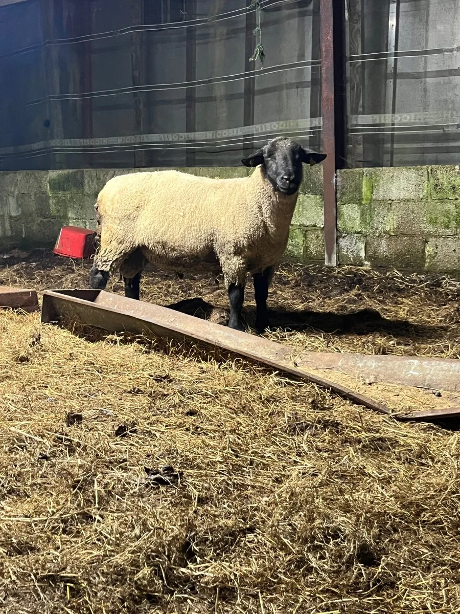 Suffolk rams - Image 2