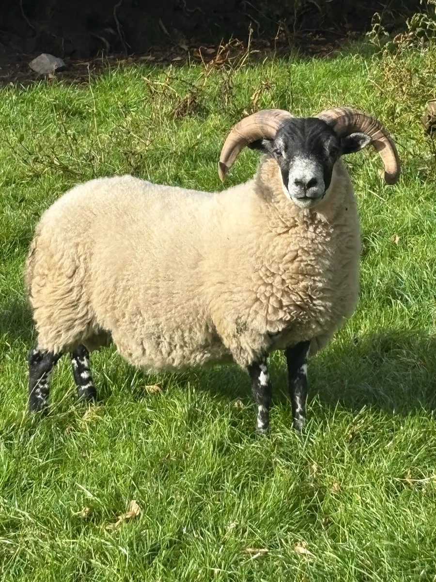 Hogget Rams - Image 1