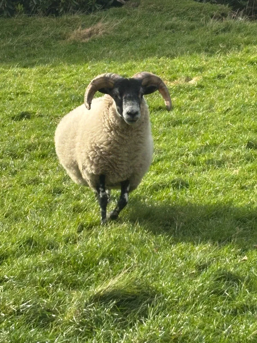 Hogget Rams - Image 2