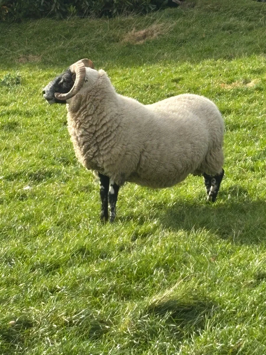 Hogget Rams - Image 3