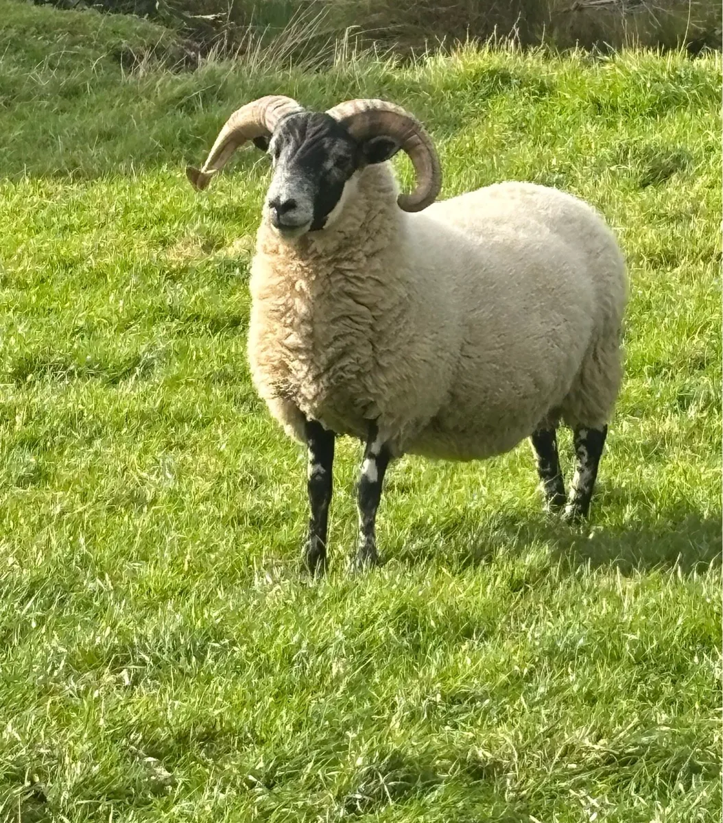 Hogget Rams - Image 4