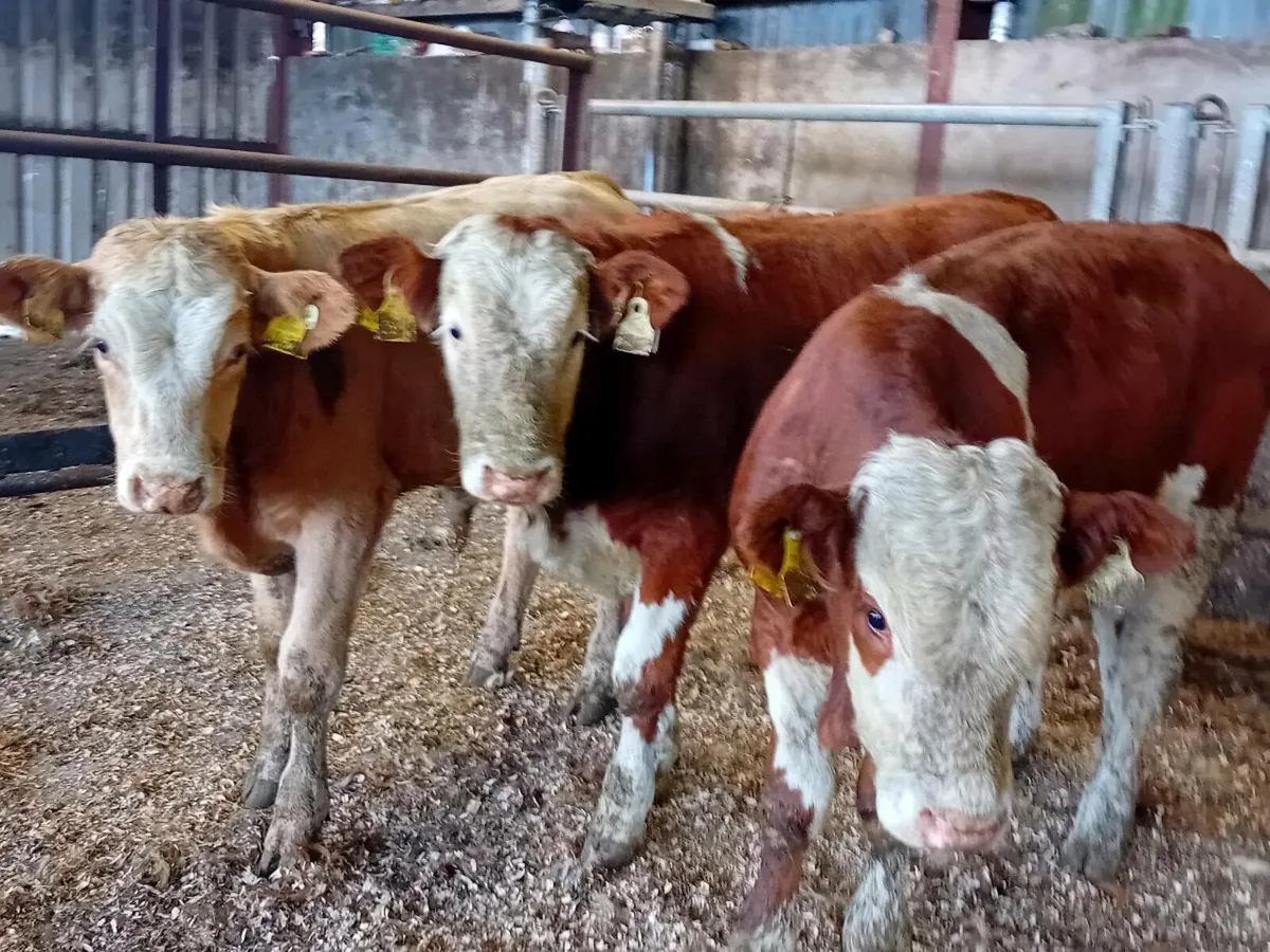 3 lovely Simmental bull Weanlings - Image 2