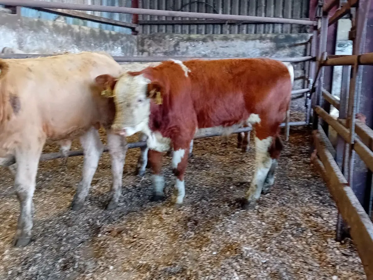 3 lovely Simmental bull Weanlings - Image 4