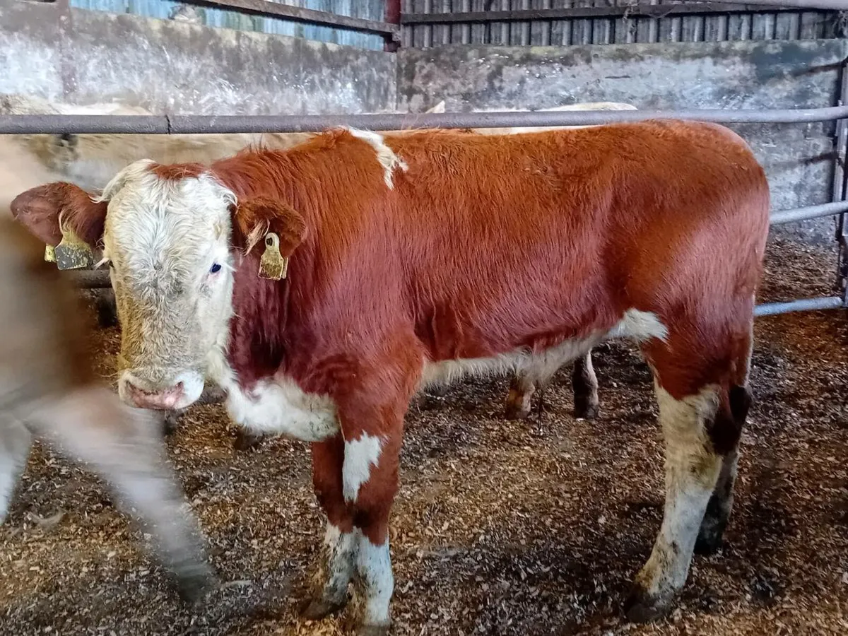 3 lovely Simmental bull Weanlings - Image 1