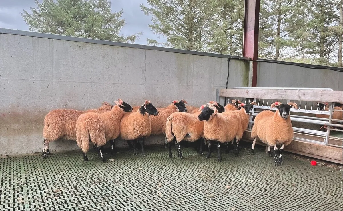 Lanark ewe lambs - Image 2