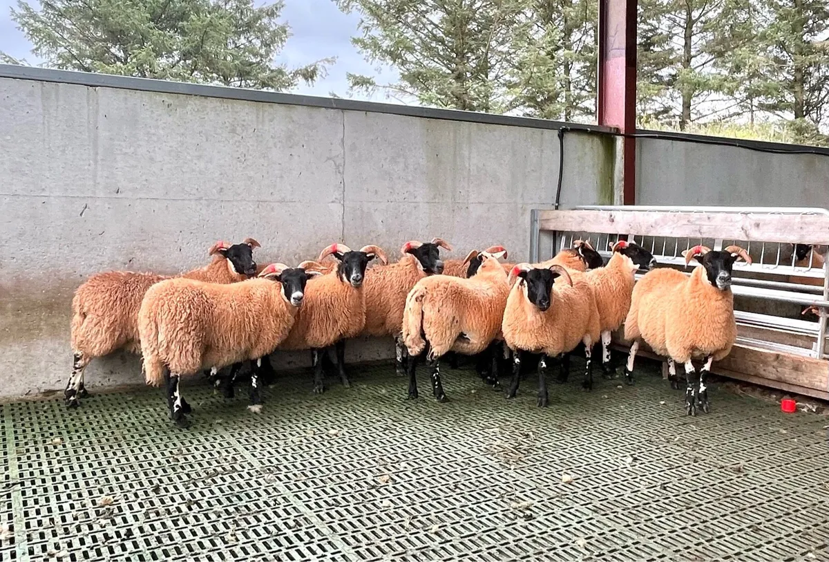 Lanark ewe lambs - Image 3