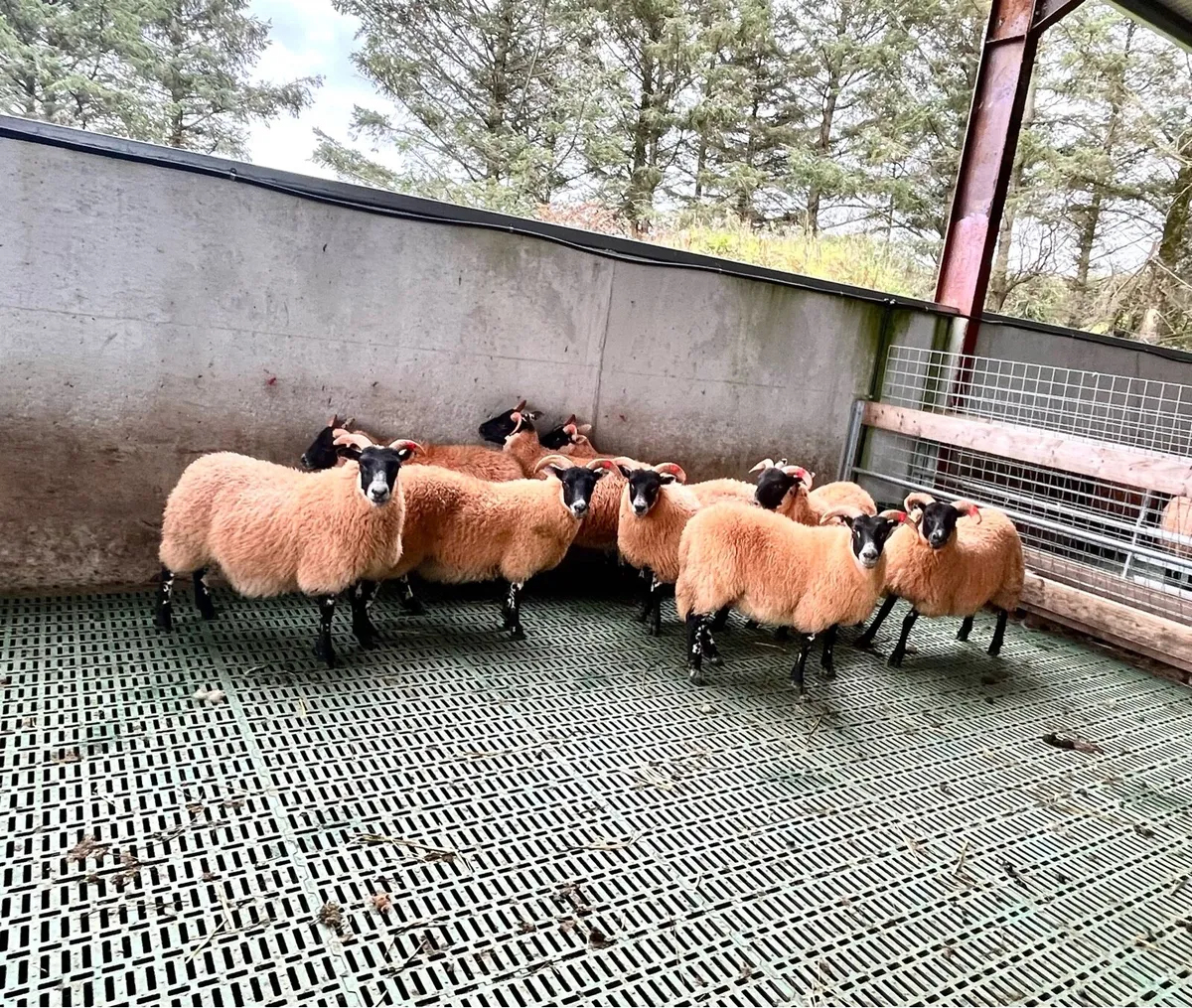 Lanark ewe lambs - Image 4
