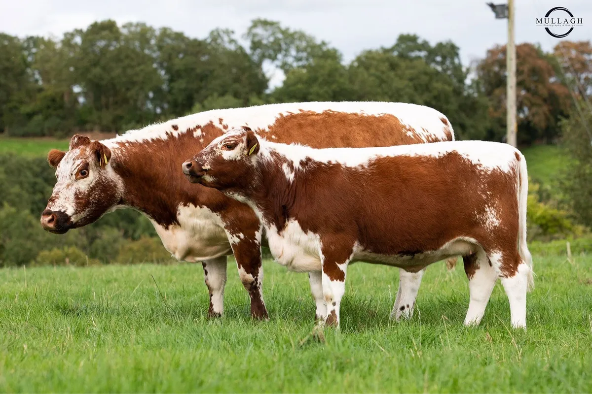 Pure bred Irish moiled cow or heifer
