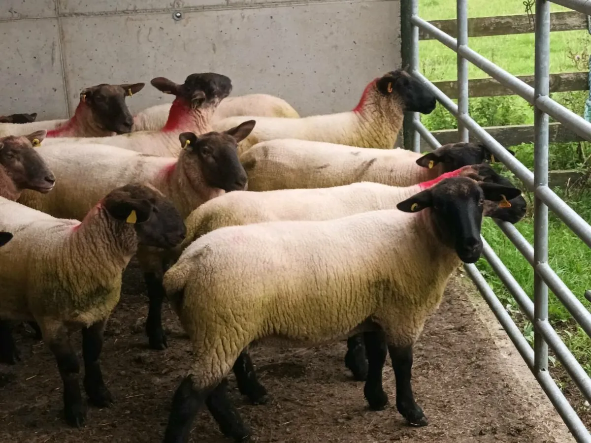 34 SUFFOLK HOGGET EWES - Image 1