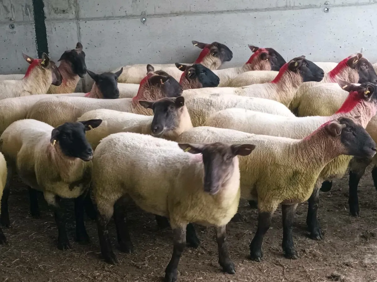 34 SUFFOLK HOGGET EWES - Image 2