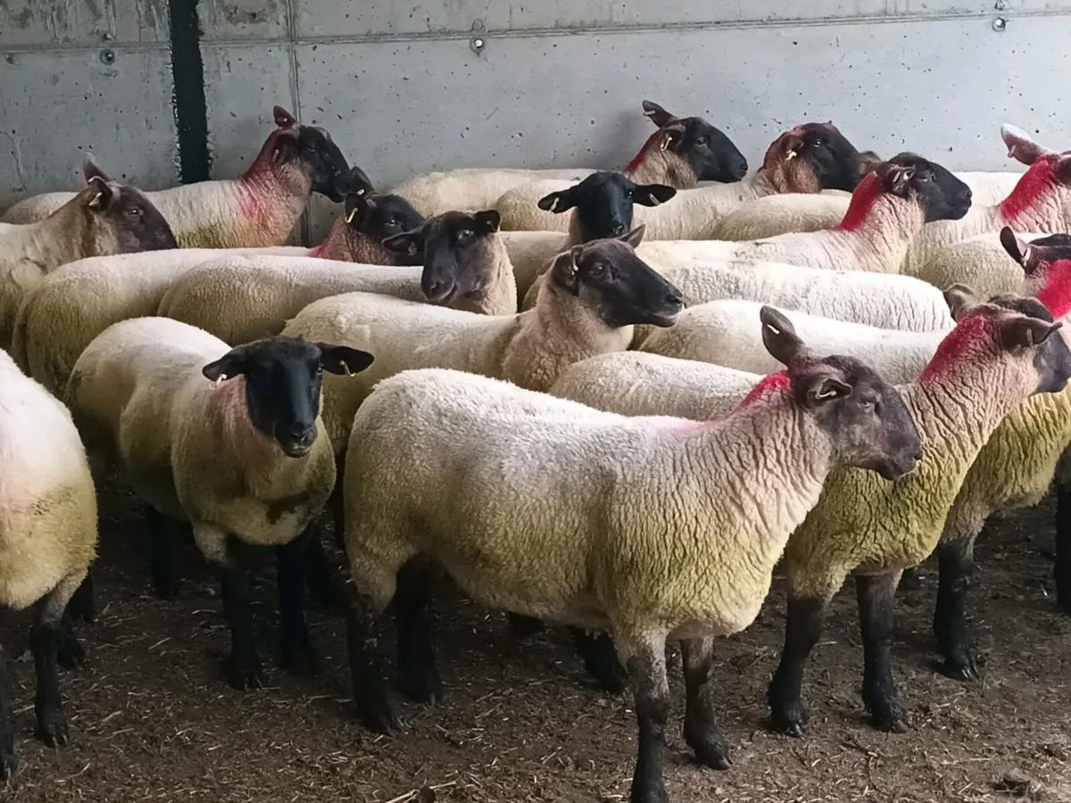 34 SUFFOLK HOGGET EWES - Image 3