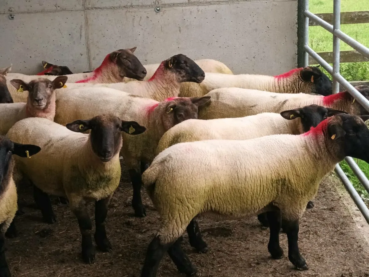 34 SUFFOLK HOGGET EWES - Image 4