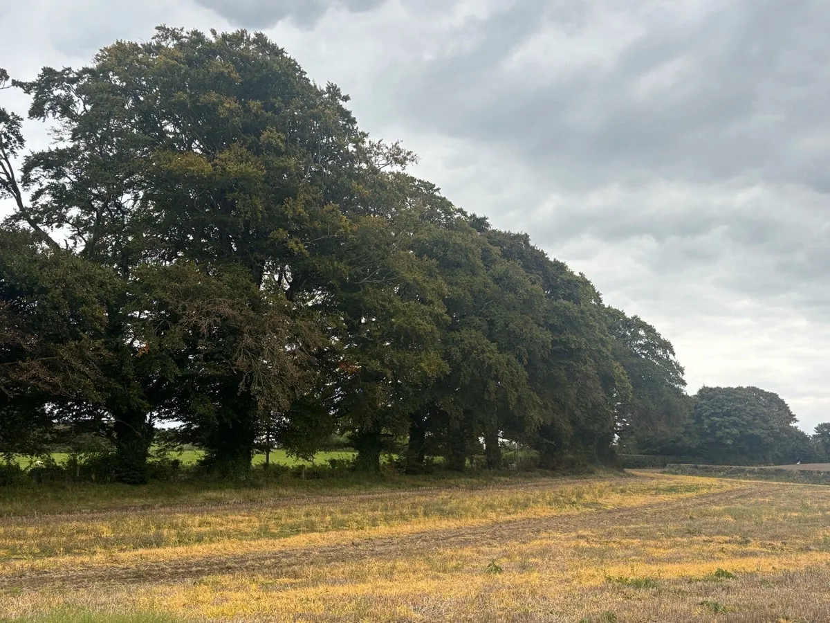 Trees for sale - Image 1